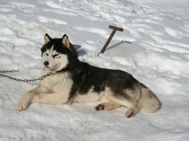 Voulk des reves de neige