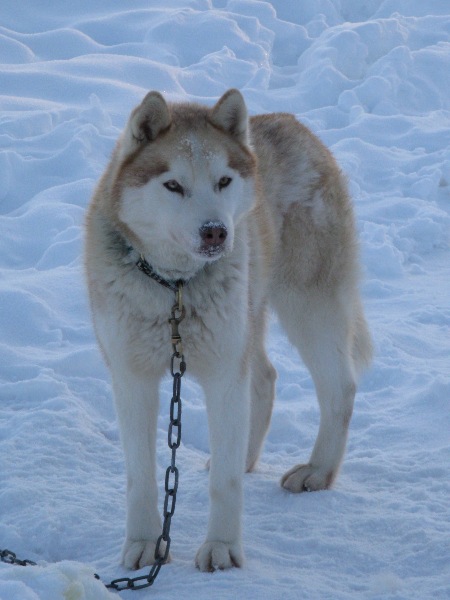 Amarok des reves de neige