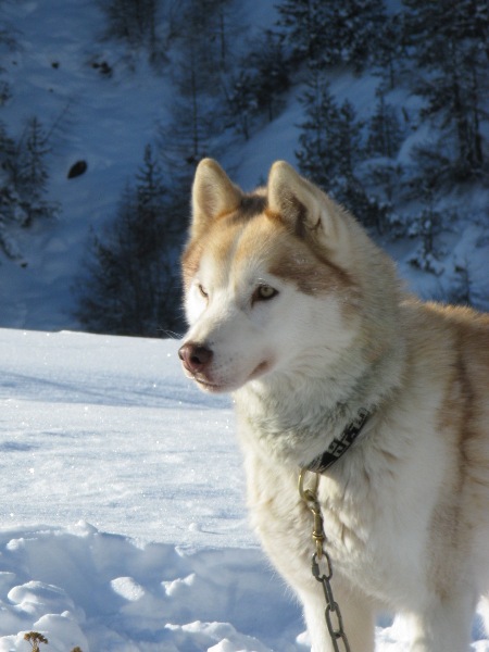 Amarok des reves de neige