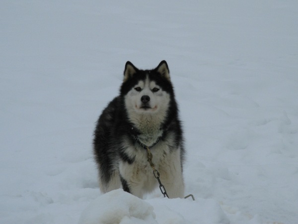 Voulk des reves de neige