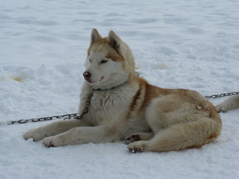 Amarok des reves de neige