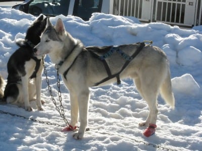 Faryk des p'tits loups Vadrouilleurs