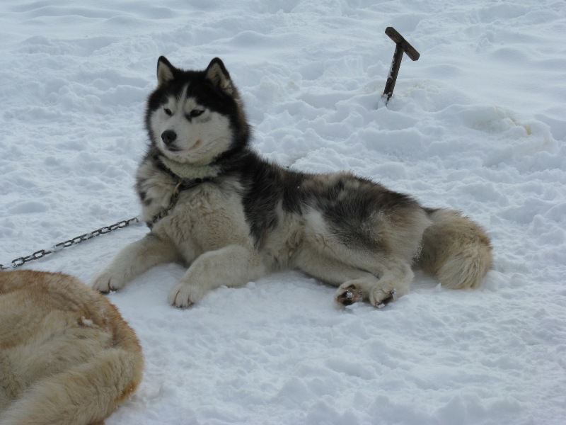 Voulk des reves de neige