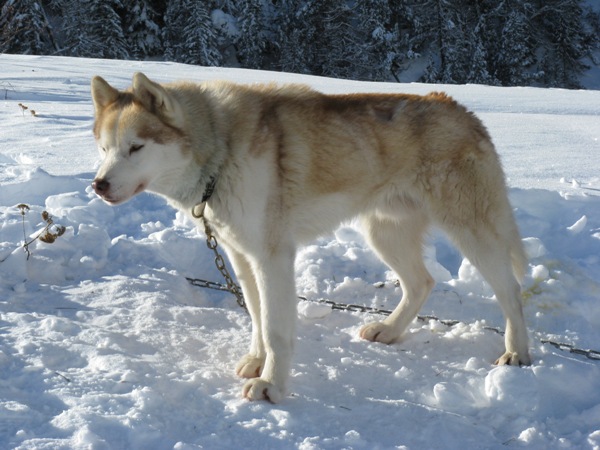 Amarok des reves de neige