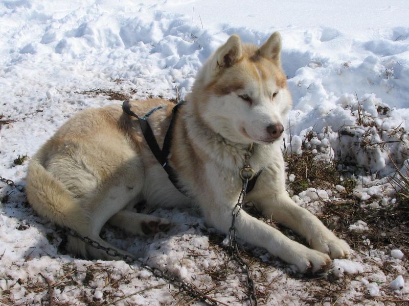 Amarok des reves de neige