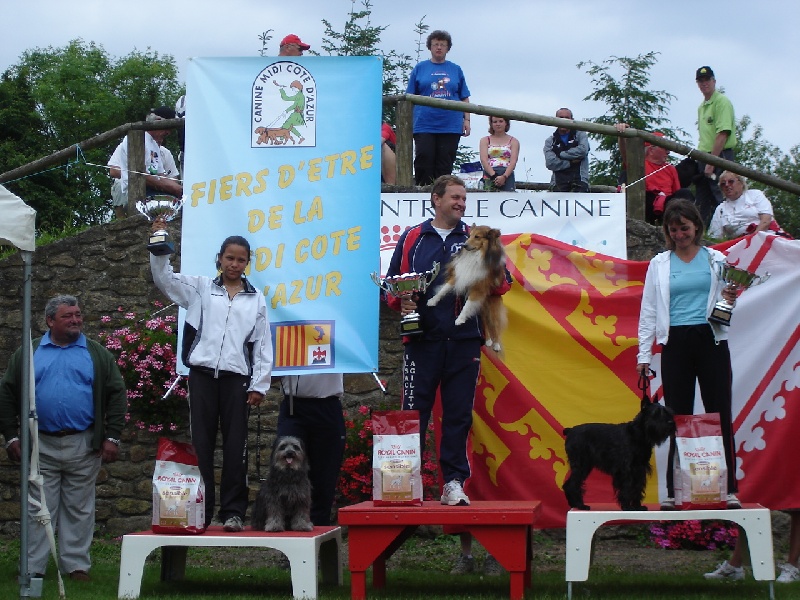 CH. Sharly brown du grand champs d'aubertans