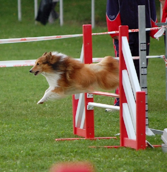 CH. Sharly brown du grand champs d'aubertans