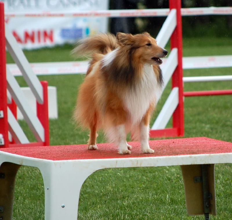 CH. Sharly brown du grand champs d'aubertans