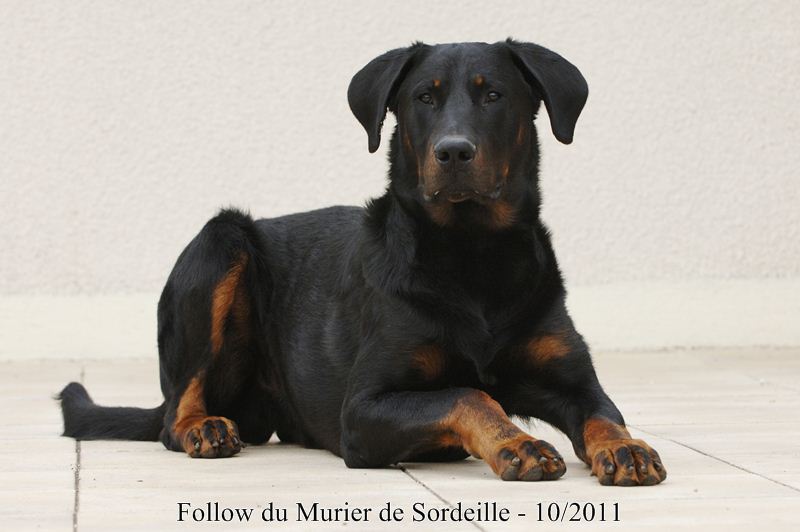 Follow du Murier de Sordeille