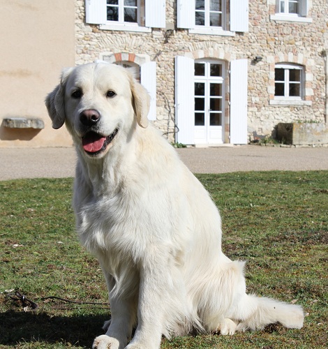 French music of Glen Sheallag