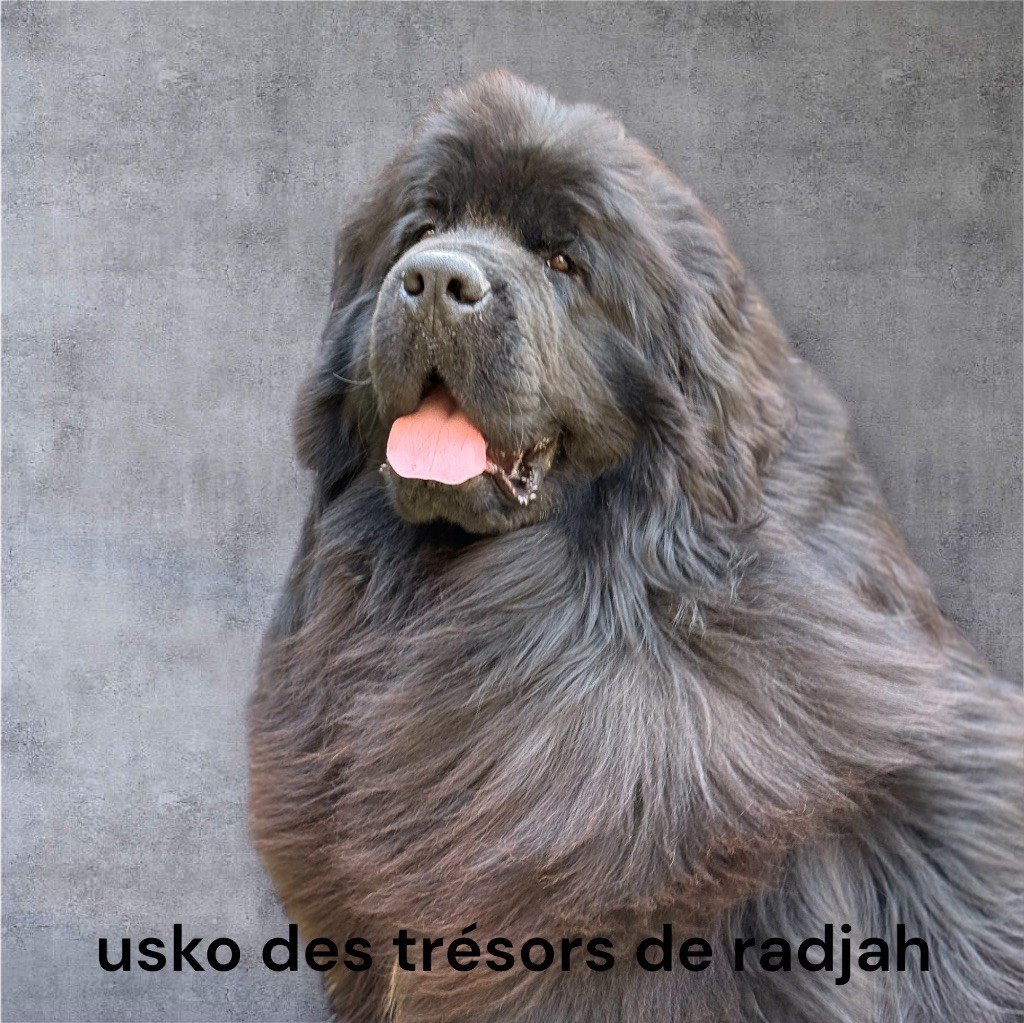 Usko des Trésors de Radjah