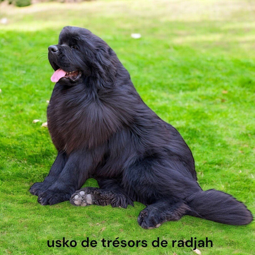 Usko des Trésors de Radjah