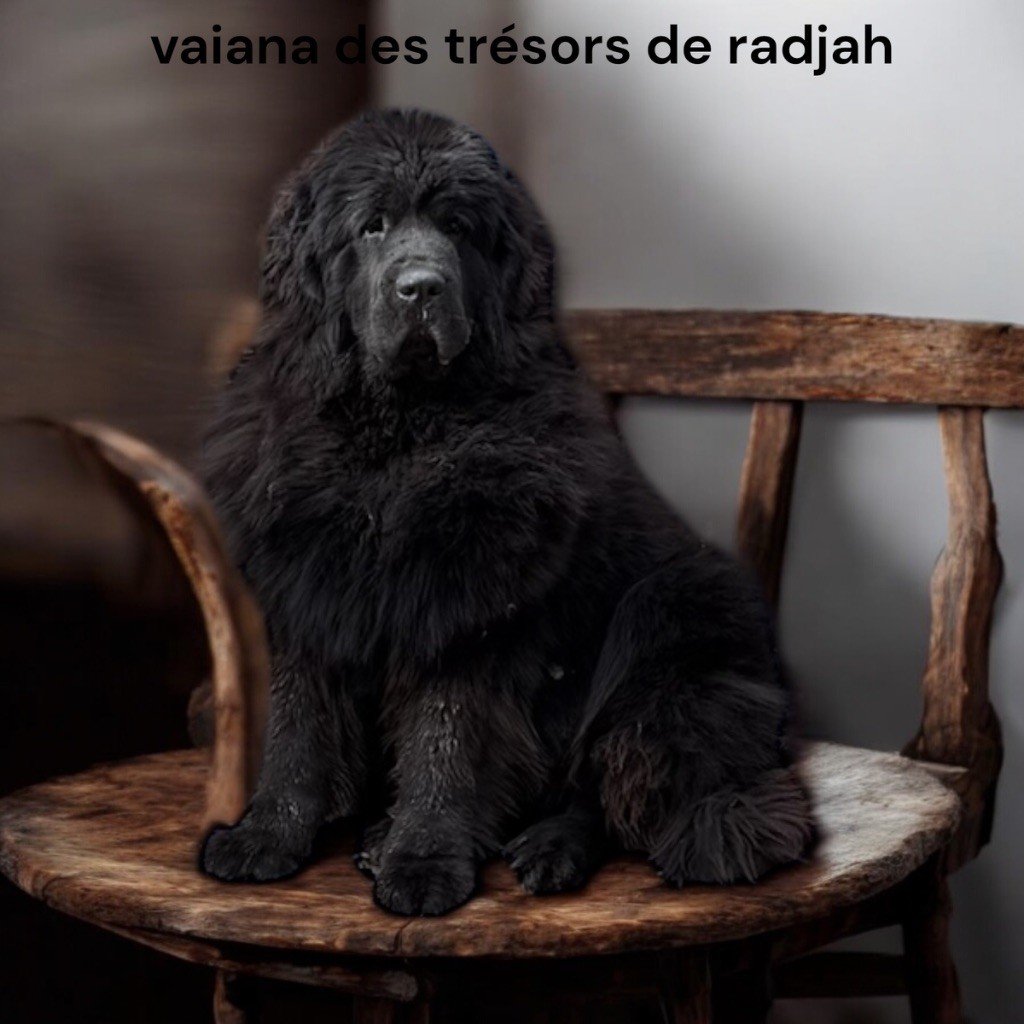 Vaiana des Trésors de Radjah