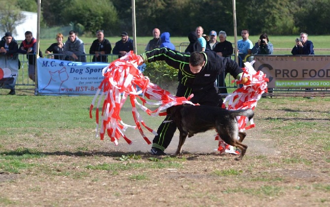 Accueil Elevage Auluan S Eleveur De Chiens Berger Allemand