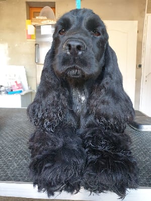 Cocker Spaniel Anglais - du domaine de Std Gladyce