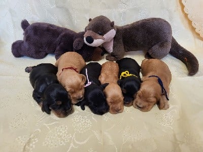 Cocker Spaniel Anglais - du domaine de Std Gladyce