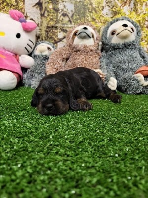 Cocker Spaniel Anglais - du domaine de Std Gladyce