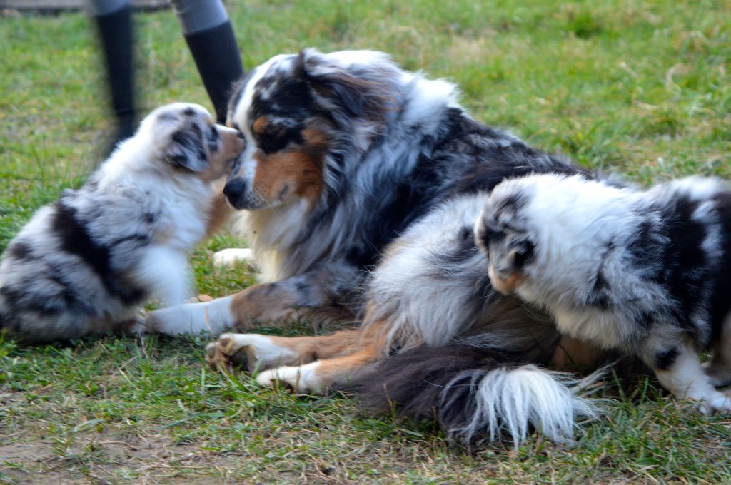 Accueil Elevage De Lodyssée Des Muses Eleveur De Chiens