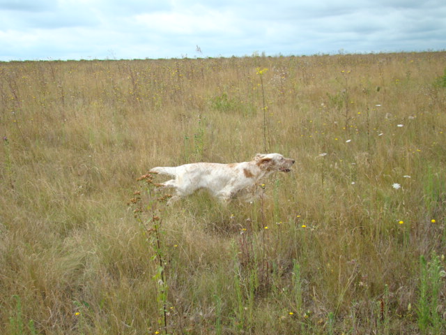 Baghéra des sept bruyères