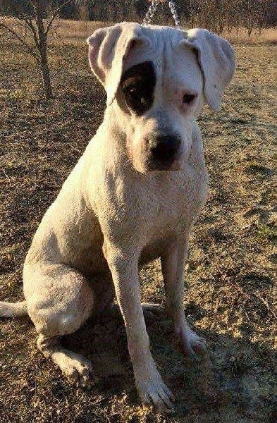 Jam don Dogo de la Bahia Blanca