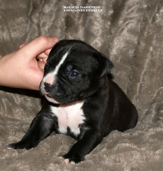 Chiot Elevage Of American Feeling Eleveur De Chiens American Staffordshire Terrier