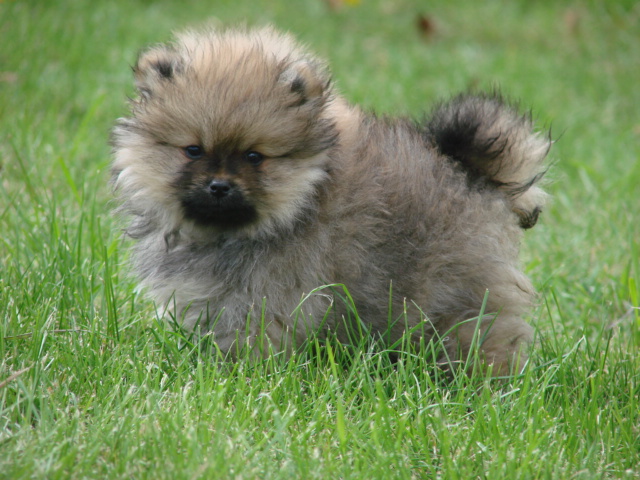 Photo Elevage Du Fond De La Chenaie Eleveur De Chiens Spitz Allemand