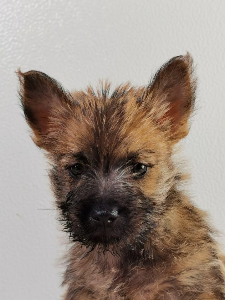 Chiot Cairn Terrier, mâle disponible en Pays de la Loire, 72 - Sarthe