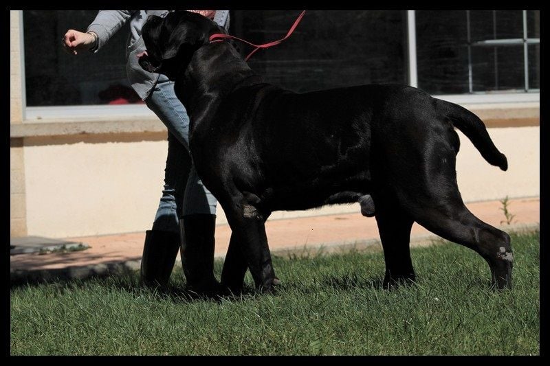 Rino della Valle degli Orsi Ali