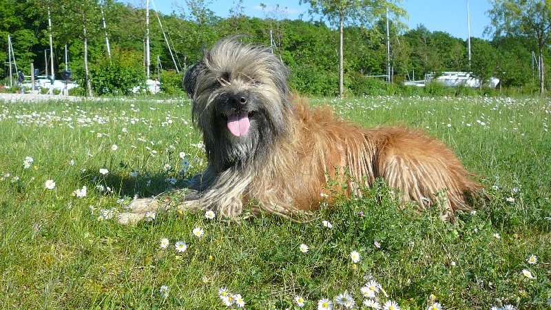 Bouba du clos du mont Saint Pierre