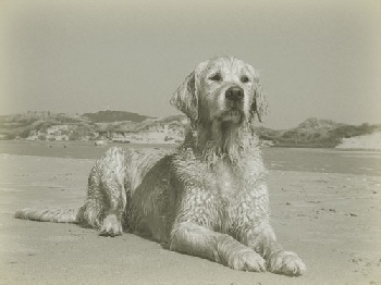 Accueil - Elevage des Collines du Boulonnais - eleveur de chiens 