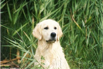 Accueil - Elevage des Collines du Boulonnais - eleveur de chiens 