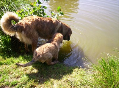 Baby-love Du manoir de lowenberg