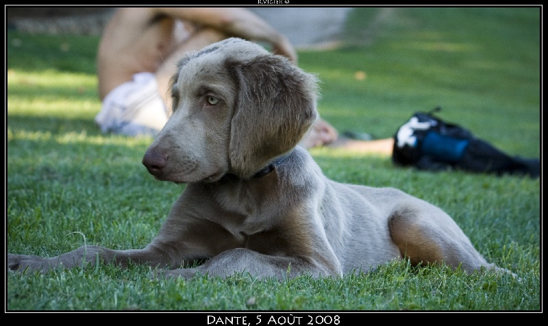 Dante des sources de Gan de Loup