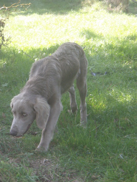 Dionysos des sources de Gan de Loup