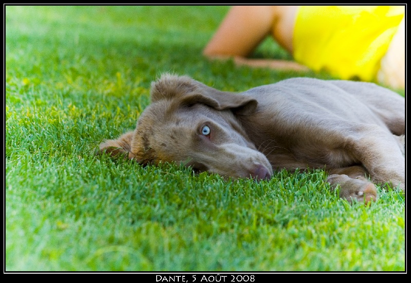 Dante des sources de Gan de Loup