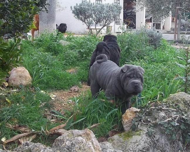 Huan-ly blue des Jardins du Siam