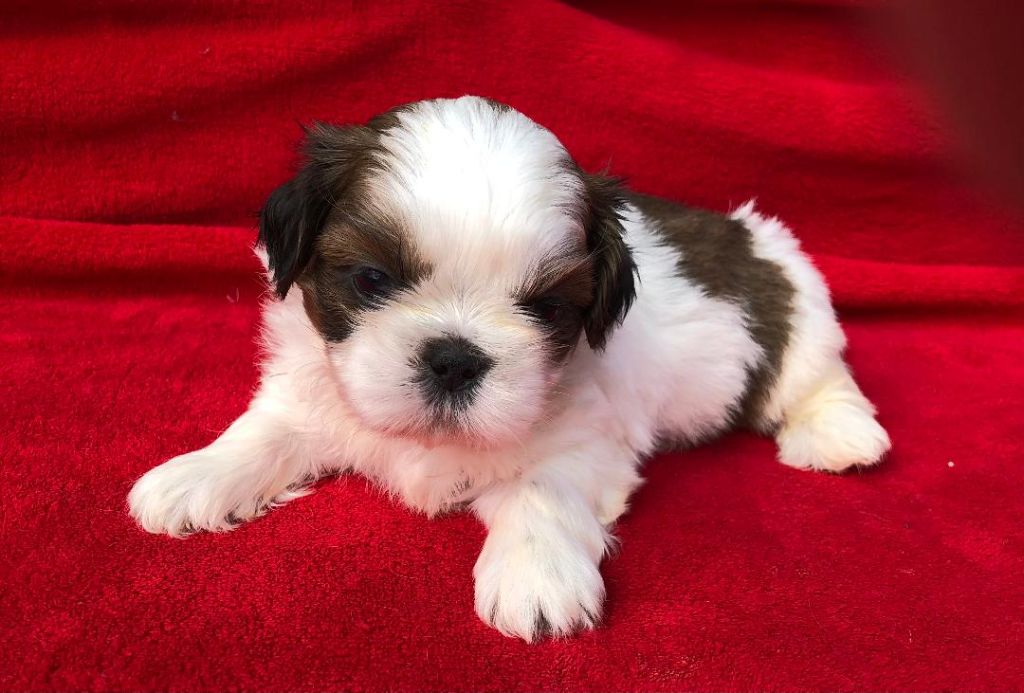 Chiot Shih Tzu CHIOT 2 d