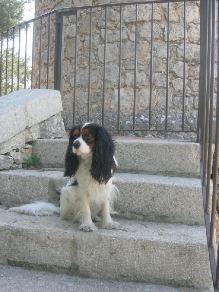 Cardiff de la Bastide du Jas de Jeromes