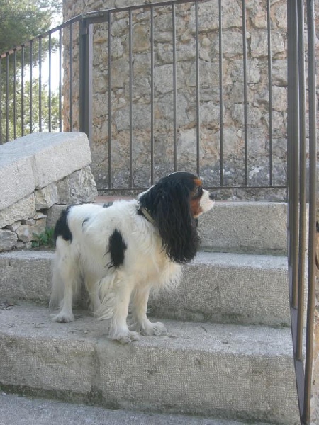 Cardiff de la Bastide du Jas de Jeromes