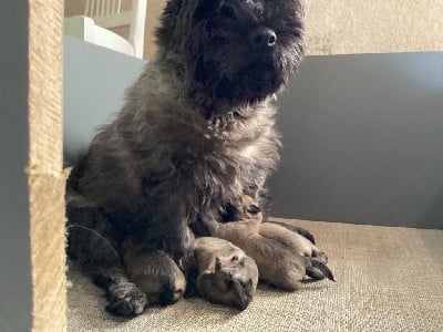 Cairn Terrier - du Cèdre de Mazarin