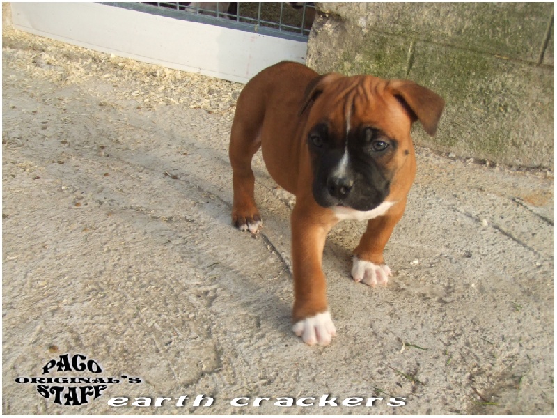 Photo Elevage De Paco Original S Staff Eleveur De Chiens American Staffordshire Terrier