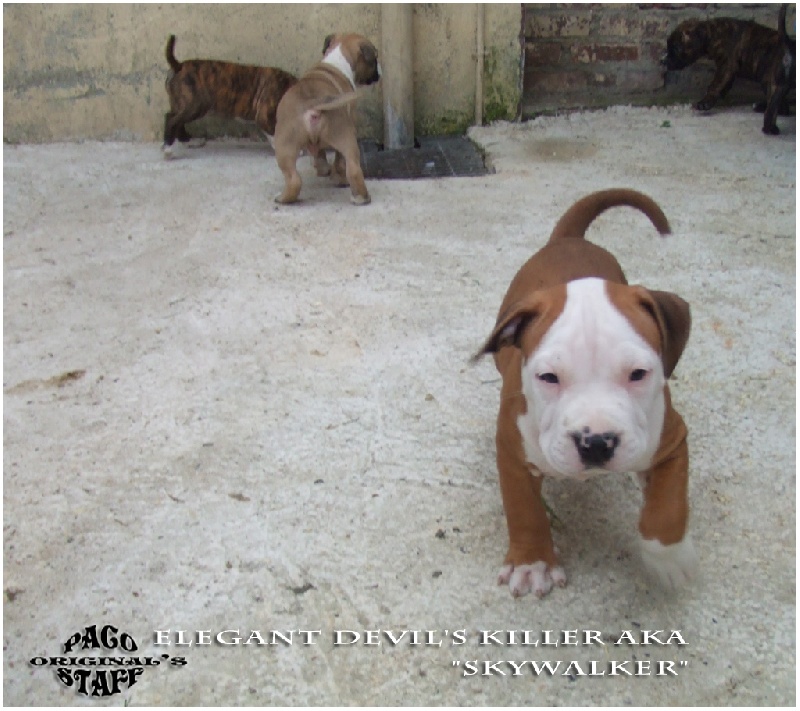 Chiot Elevage De Paco Original S Staff Eleveur De Chiens American Staffordshire Terrier