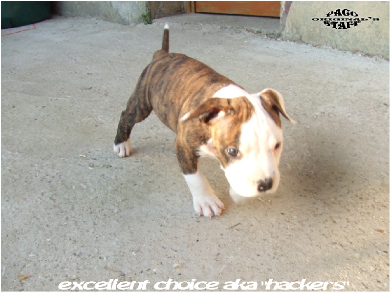 Chiot Elevage De Paco Original S Staff Eleveur De Chiens American Staffordshire Terrier