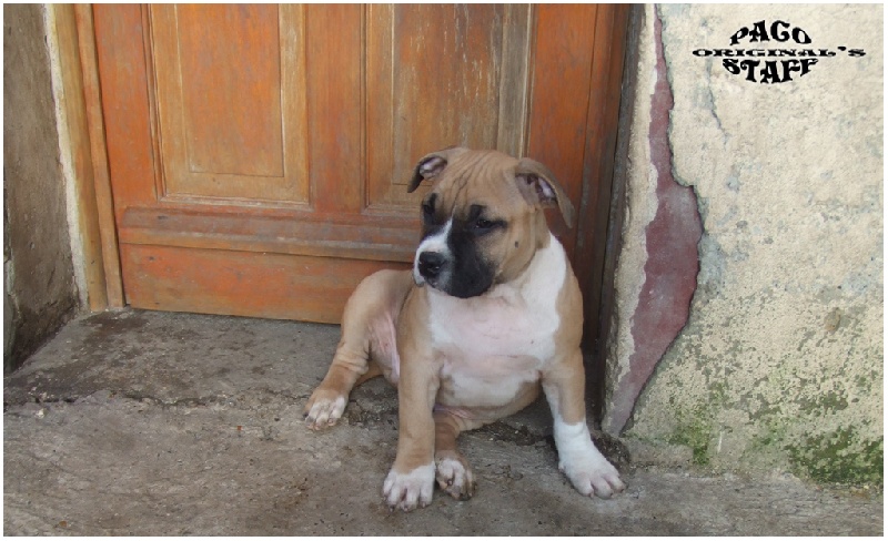 Chiot Elevage De Paco Original S Staff Eleveur De Chiens American Staffordshire Terrier