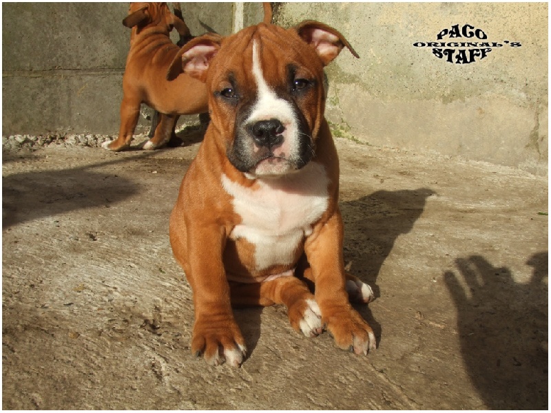 Chiot Elevage De Paco Original S Staff Eleveur De Chiens American Staffordshire Terrier