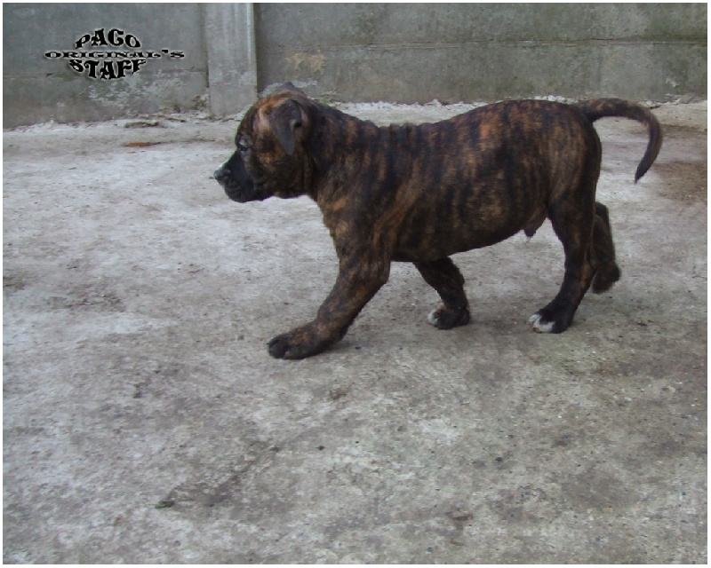 Chiot Elevage De Paco Original S Staff Eleveur De Chiens American Staffordshire Terrier