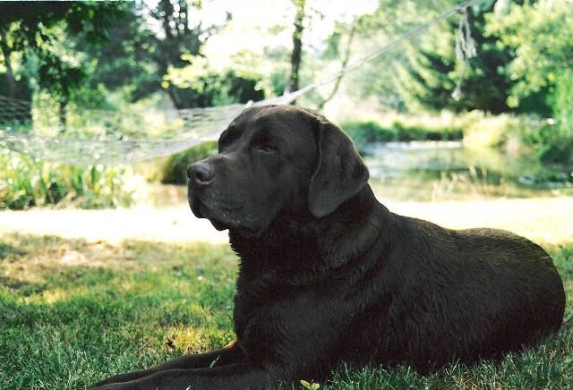 Ourasi du Bois des Lilas