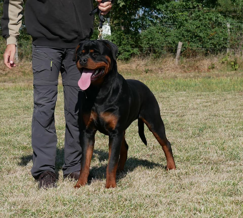 Chien - Elevage vom Krieger Schwarzen - eleveur de chiens ...