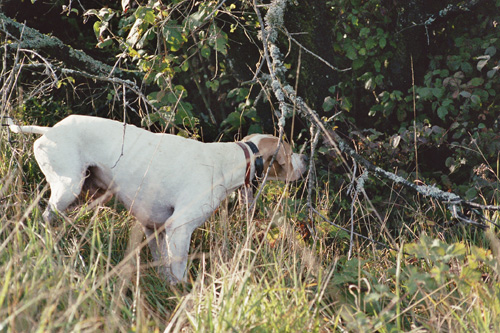 TR. CH. Pocker du Pied de la Roche