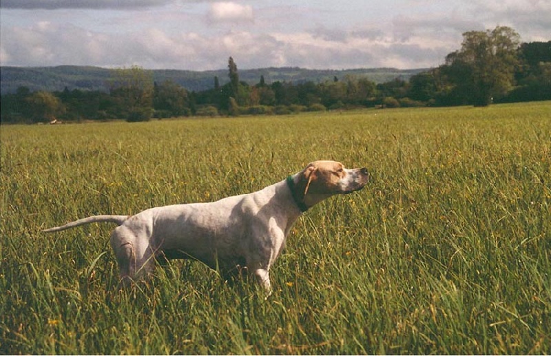 TR. CH. Pocker du Pied de la Roche